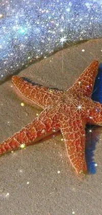 Marine Invertebrates Vertebrate Starfish Live Wallpaper