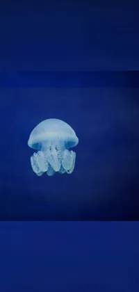 Marine Invertebrates Water Jellyfish Live Wallpaper