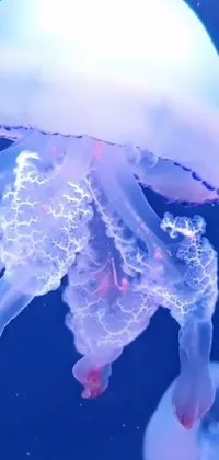 Marine Invertebrates Water Liquid Live Wallpaper