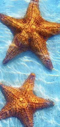 Marine Invertebrates Water Starfish Live Wallpaper