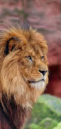 Get a stunning phone live wallpaper featuring a lion portrait that's great for animal lovers