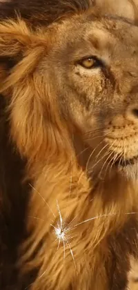Masai Lion Lion Carnivore Live Wallpaper