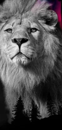 Masai Lion Lion Carnivore Live Wallpaper