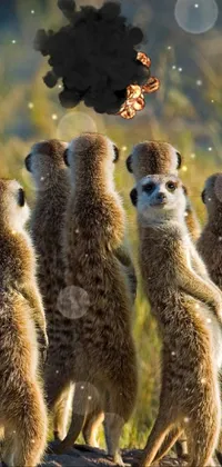 Mongoose Meerkat Vertebrate Live Wallpaper
