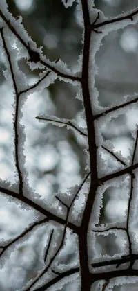Monochrome Snow Branch Live Wallpaper