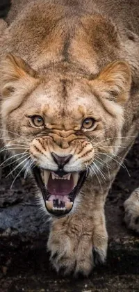 This phone wallpaper features a close-up of an angry lion with its mouth open and teeth bared
