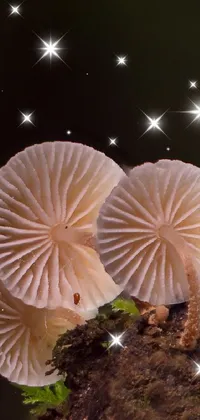 Mushroom Lighting Organism Live Wallpaper