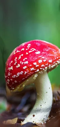 Mushroom Liquid Plant Live Wallpaper