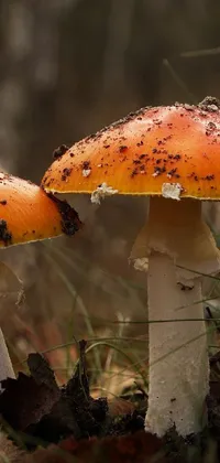 This phone live wallpaper showcases a mesmerizing scene of mushrooms standing tall in a fairy forest