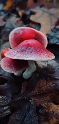 Mushroom Plant Leaf Live Wallpaper