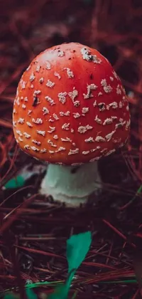 Mushroom Plant Natural Landscape Live Wallpaper