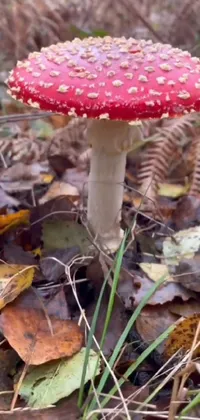 Mushroom Plant Nature Live Wallpaper