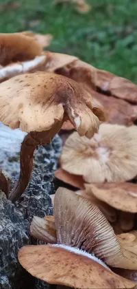Mushroom Polyporales Organism Live Wallpaper