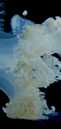 Natural Environment Cloud Marine Invertebrates Live Wallpaper