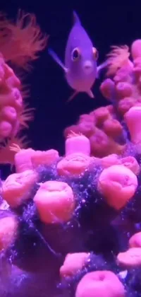 Natural Environment Purple Underwater Live Wallpaper