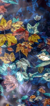Natural Environment Textile Organism Live Wallpaper