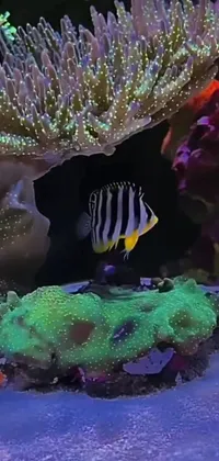 This phone wallpaper showcases a colorful fish swimming in an aquarium