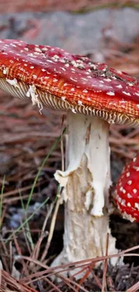 This phone live wallpaper features a stunning image of a mushroom up close