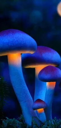 Natural Landscape Terrestrial Plant Mushroom Live Wallpaper