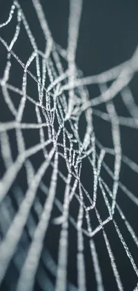 This phone live wallpaper features a mesmerizing spider web with dew drops glistening on it, captured in a high-resolution microscopic photo