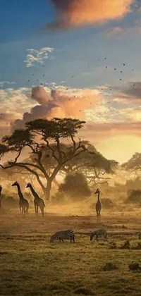 This phone live wallpaper depicts a serene African landscape at sunset with giraffes and zebras grazing on the lush fields