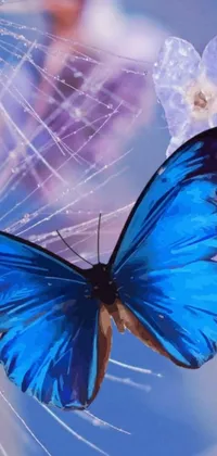 This stunning phone live wallpaper showcases an exquisite blue butterfly perched atop a purple flower