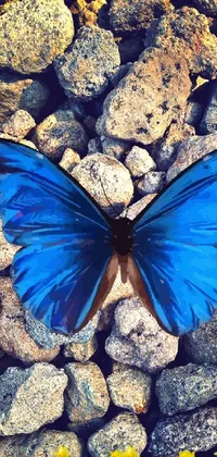 This mesmerizing live wallpaper features a blue butterfly perched atop rock formations surrounded by shades of blue and purple hues