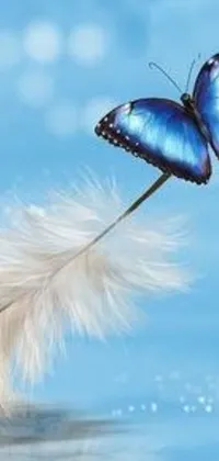 Bring a touch of nature to your phone's home screen with this beautiful Blue Butterfly Live Wallpaper
