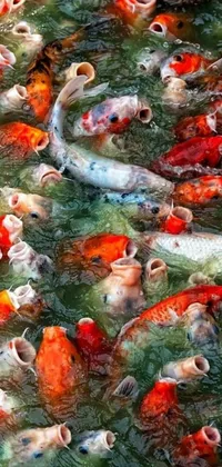 This live wallpaper showcases a group of fish swimming in a serene water body