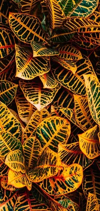 Looking for a visually stunning phone live wallpaper? Check out this maximalist design featuring a close-up of a beautiful plant with yellow and green leaves