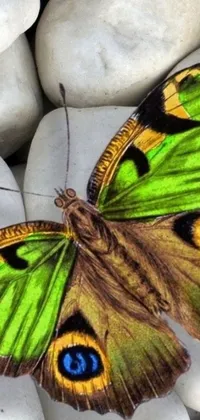 This phone live wallpaper depicts a breathtaking and photorealistic butterfly resting on rocks