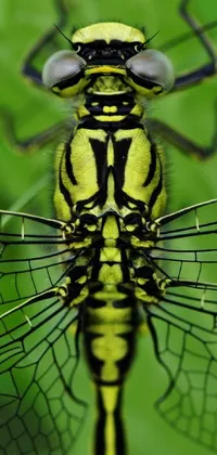 This phone live wallpaper showcases a macro photograph of a dragonfly resting on a green leaf