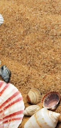 Nature Beach Organism Live Wallpaper