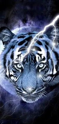 Nature Bengal Tiger Carnivore Live Wallpaper
