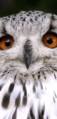 Add a touch of nature to your phone's home screen with this eye-catching live wallpaper