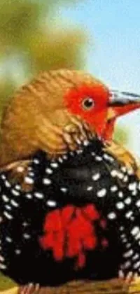 Nature Bird Beak Live Wallpaper