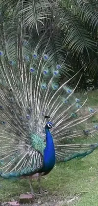 Get mesmerized with this lively phone live wallpaper featuring a peacock, standing gracefully on a lush green field
