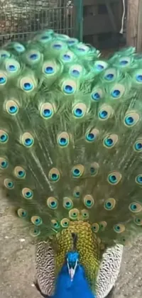 Capture the exotic beauty of a peacock with this stunning, close-up live wallpaper