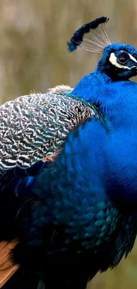 The Peacock Live Wallpaper showcases a stunning close-up of a beautiful blue peacock with a blurred background