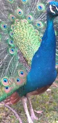Nature Bird Blue Live Wallpaper