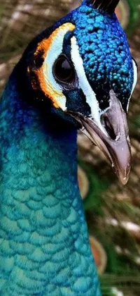 This close-up phone live wallpaper features a stunning Peacock