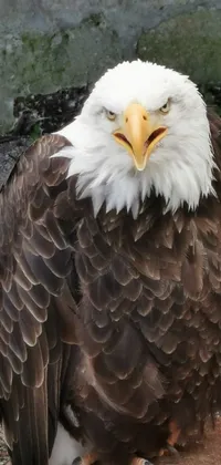 This live wallpaper features a bald eagle sitting on a tree stump, showing anger and intensity with ruffled wings and white muzzle