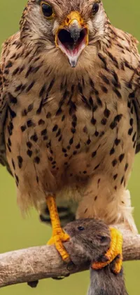 This live wallpaper features a crisp and detailed close-up of a bird of prey