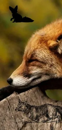 This striking live wallpaper features a charming scene of a sleepy and shy, female fox sitting on a log with a beautiful dog in the background holding the attention of a distant bird