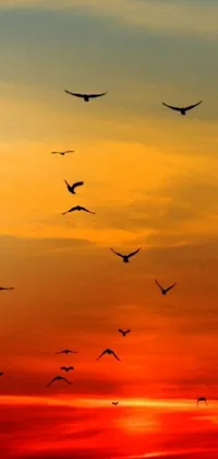 This live phone wallpaper depicts a flock of birds, flying during a magnificent sunset