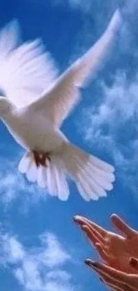 This beautiful live wallpaper features a graceful white dove soaring across a serene blue sky