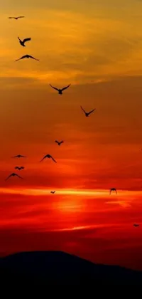 Enjoy the beauty of nature with this stunning live wallpaper featuring a flock of birds soaring against a glowing sunset sky
