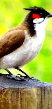 This phone live wallpaper features a bird perched on a wooden post against a red brown and white color scheme