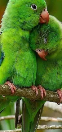This beautiful phone live wallpaper is a charming portrayal of a pair of green birds perched on a tree branch