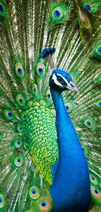 This phone live wallpaper showcases a stunning, vibrant image of a peacock with its feathers opened wide in a royal, elegant pose